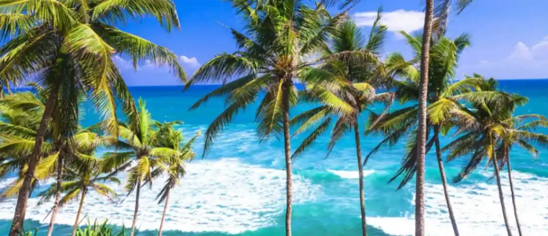 Sri Lanka wild life and Beach Tour-1